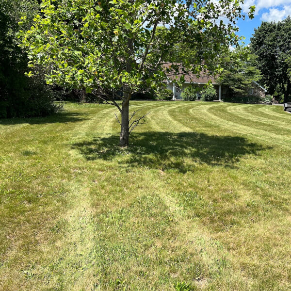 mowing 3 picture of a yard mowed with a tree in middle
